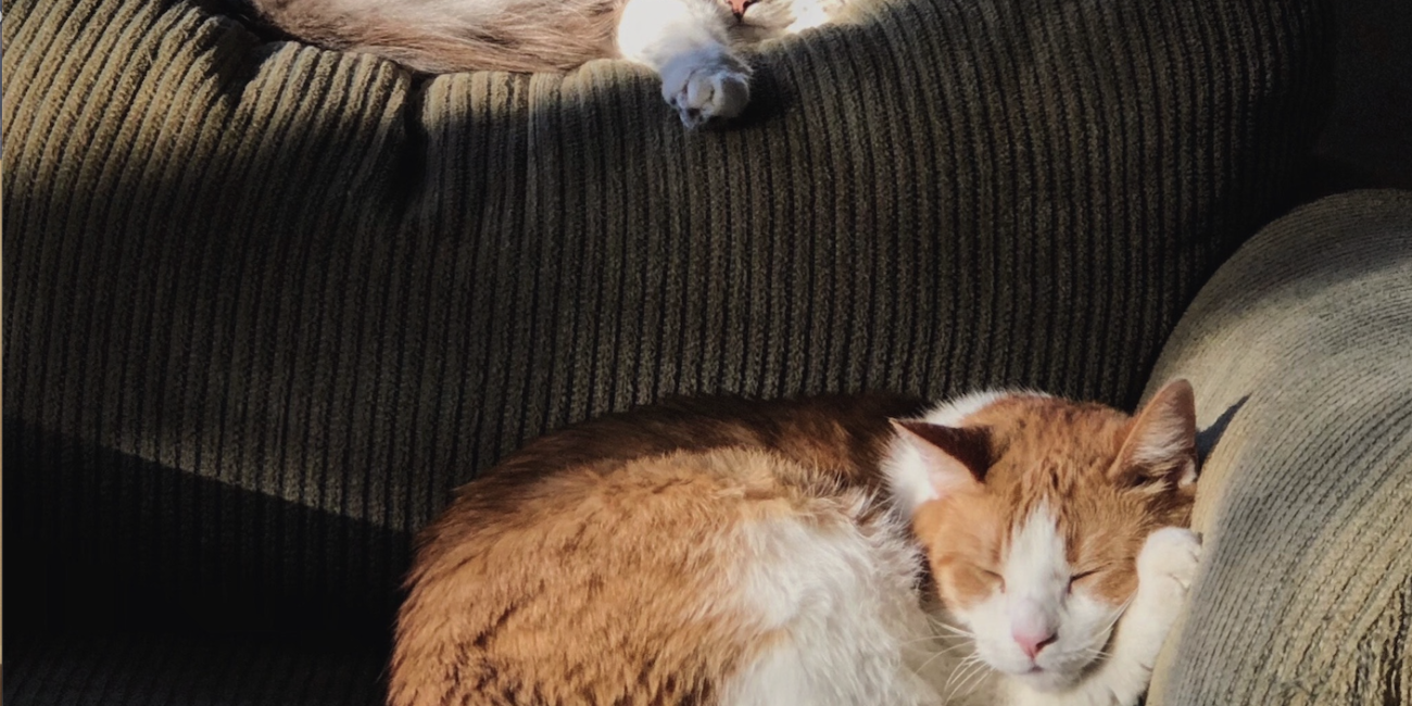 Cats Sofa Airbnb